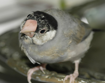 ぴょんぴょん
